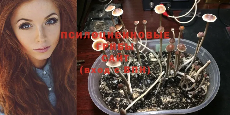 Псилоцибиновые грибы Psilocybe  наркотики  ОМГ ОМГ рабочий сайт  Лабинск 